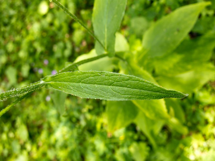 Doronicum austriacum / Doronico austriaco